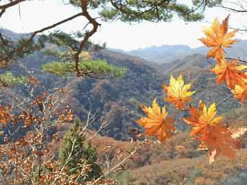 多地通过小程序实现乡村场地开放时间与活动公告统一管理